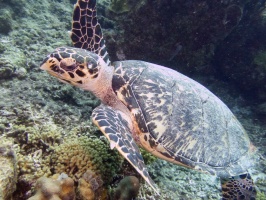 Hawksbill Sea TurtleIMG 7786